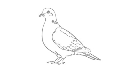 Obraz premium Pigeon Bird Line Art Drawing, Simple Outline Sketch of a Dove
