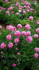 Fototapeta premium Peony Garden