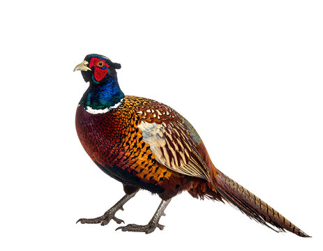 Colorful pheasant with iridescent blue-green head and intricately patterned plumage standing on gray taloned feet