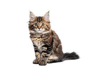 Fototapeta premium Curious fluffy tabby kitten with striped fur sitting calmly and looking at the camera