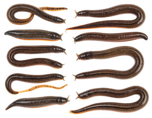 Fototapeta premium Dark brown earthworms arranged in multiple curved? on white background for close-animated movie study