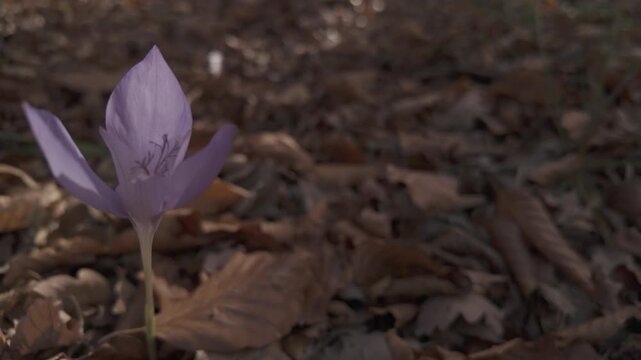 Professional Ungraded Flat Macro Shot Of Autumn Crocus On Forest Floor With Sun Rays Hitting Petals
