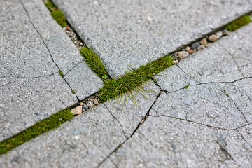 Obraz premium Thin moss growth emerging between cracked outdoor stair tiles under natural daylight.