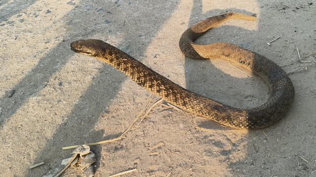 Checkered keelback or Fowlea piscator snake. It is known&nbsp;commonly&nbsp;as the&nbsp;Asiatic water snake and Xenochrophis piscator .  The species is&nbsp;endemic&nbsp;to&nbsp;Asia. It is non-venomous snake. I