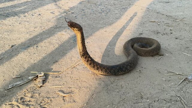 Checkered keelback or Fowlea piscator snake. It is known&nbsp;commonly&nbsp;as the&nbsp;Asiatic water snake and Xenochrophis piscator .  The species is&nbsp;endemic&nbsp;to&nbsp;Asia. It is non-venomous snake. I