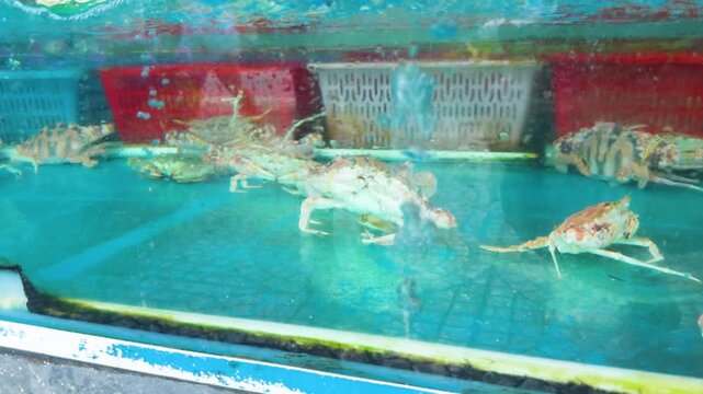 Live crabs swimming in a clear market tank at a vietnamese seafood stall, vibrant display for diners and chefs choosing fresh shellfish for cooking and sale
