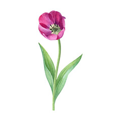 Obraz premium Watercolor of pink tulip. Hand-painted bright spring flower with leaves on a white background. Good for postcards, invitations, greeting cards.