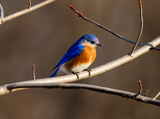 Naklejka premium Close Up of Eastern Bluebird (Sialia sialis) Perched on Branch in Direct Sunlight