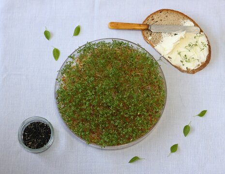 Watercress microgreens in a bowl cultivated at home for healthier eating. Bread and butter sprinkled with watercress microgreens.