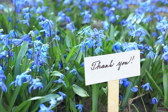 Thank you card placed among bluebells. Welcoming card and natural background of Siberian scilla, lat. Scilla siberica in spring garden.
