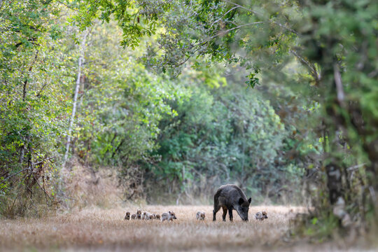 Wild boar soe and her striped piglets crossing a forest alley while trotting, Sus scrofa, Sologne, Loiret 45, r&eacute;gion Centre Val de Loire, France, European Union, Europe