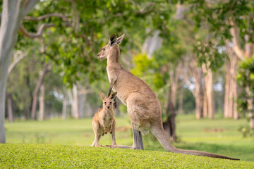 Eastern Grey Kangaroo - Macropus giganteus, large popular marsupial found in the eastern third of Australia, Queensland. © David