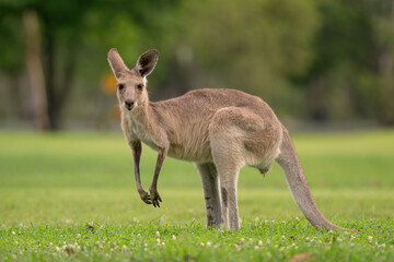 Eastern Grey Kangaroo - Macropus giganteus, large popular marsupial found in the eastern third of Australia, Queensland. © David