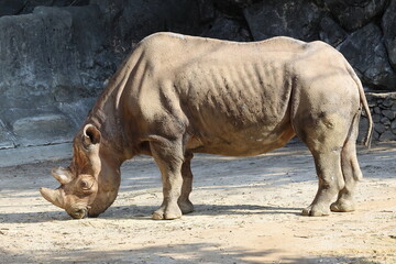 Obraz premium ヒガシクロサイ