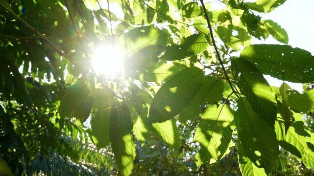 Kratom leaves Kratom sapling (Mitragyna speciose) green Is a type of drug. are a traditional herbal medicine for locals in Thailand.