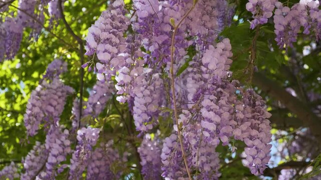 Spring Chinese wisteria flowers blooming. Blue rain Wisteria blossom. Nature background