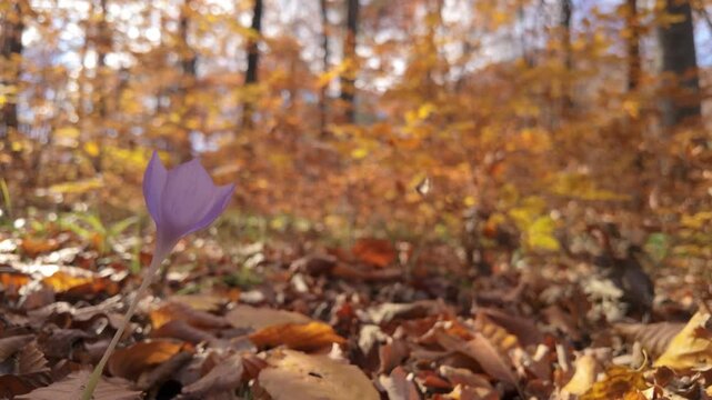 Magical Static Slow Motion Autumn Crocus With Butterfly Flying Through Golden Forest Bokeh Background