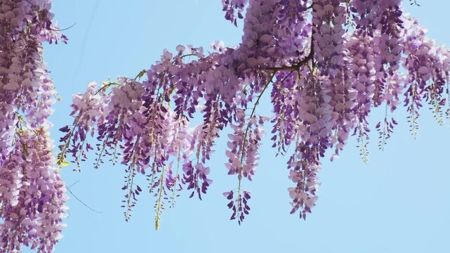 Spring Chinese wisteria flowers blooming against blue sky. Blue rain Wisteria blossom. Nature background