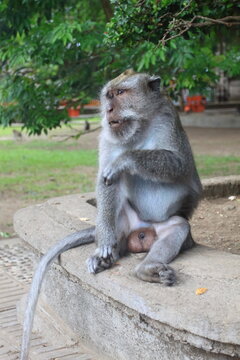 A male long tailed monkey (Macaca fascicularis). Bali, Indonesia.