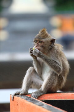 A male long tailed monkey (Macaca fascicularis). Bali, Indonesia.