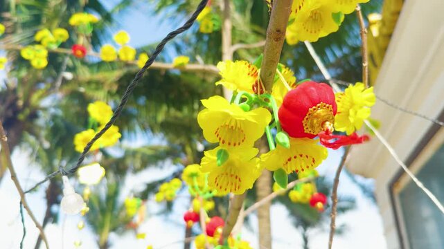 Tet holiday celebration in da nang, vietnam, with golden ochna integerrima blossoms and vibrant red lanterns decorating a tree, symbolizing good fortune and prosperity for the lunar new year