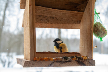 A great tit perches on the edge of a rustic wooden bird feeder during winter, surrounded by softly falling snow.  © Andris