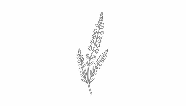 Minimalist line drawing of a flowering heather branch on a white background.