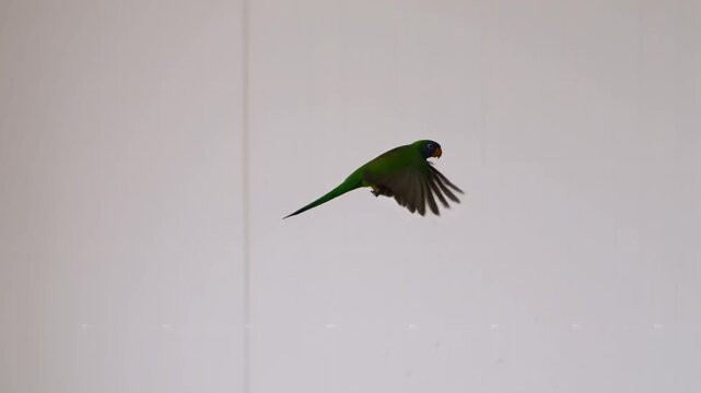 Vibrant green and red lorikeet parrot captured mid-flight, showcasing impressive wing spread against a muted light gray background, emphasizing avian motion and tropical wildlife freedom.