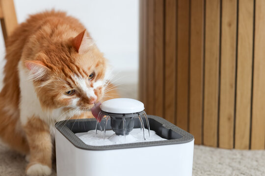 Cute ginger cat drinking water from automatic pet fountain on floor at home