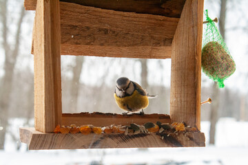 A great tit perches on the edge of a rustic wooden bird feeder during winter, surrounded by softly falling snow.  © Andris