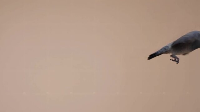 Captivating slow motion video captures the detailed motion of a domestic African grey parrot taking off or landing against a plain neutral background, emphasizing flight dynamics.