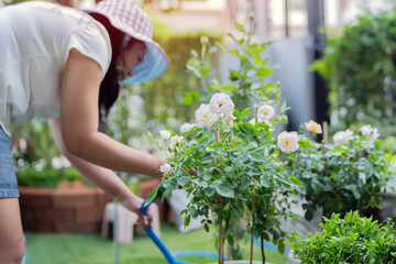 Asian woman watering rose and flowers with hose in the garden in a sunny day.