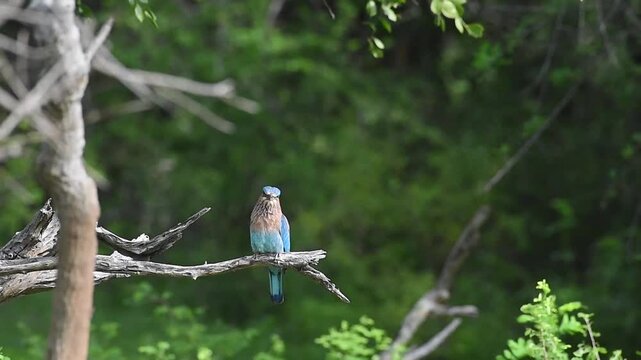 Indochinese Roller or Indian Roller bird with vibrant blue plumage perched on a dry tree branch in the dry zone of Sri Lanka.