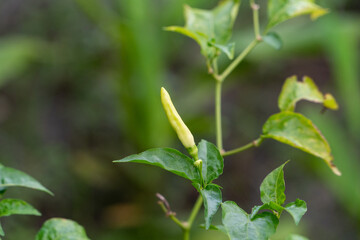 Green chili pepper growing on plant in natural light. Fresh vegetable appears healthy among leaves in garden setting