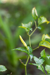 Fresh green chili on stem surrounded by vibrant leaves. Close view highlights natural agriculture and home gardening concept