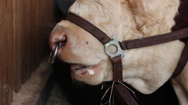 Close up bull cow with metal nose ring in wooden stall for farming and animal care concept.