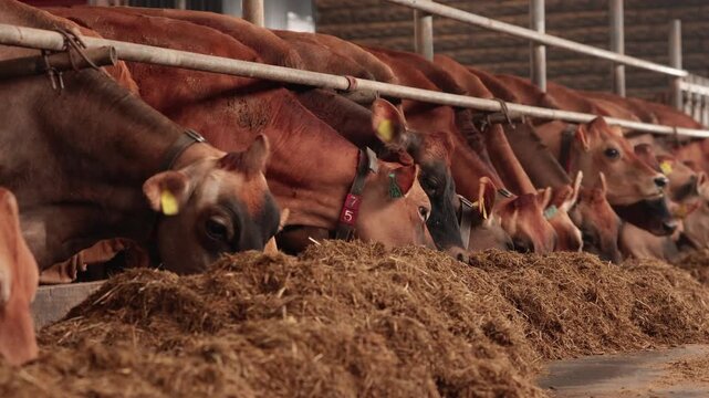 Modern farm cowshed for jersey red cow eating fodder, agriculture and farming concept.