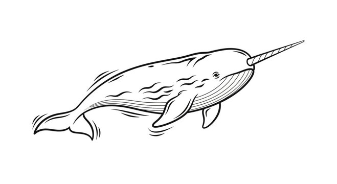 Narwhal Whale with Tusk Illustration - Arctic Marine Mammal Drawing