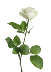 Obraz premium Beautiful rose flower on white background
