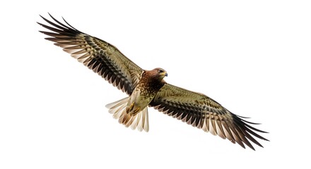 Obraz premium Bird flying high in the sky with outstretched wings against a white background