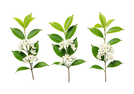Three sprigs of murraya paniculata with small white flowers isolated on transparent background