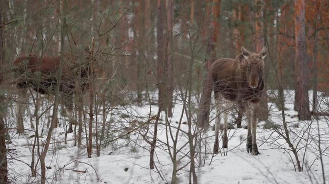 Young elk calf standing in snowy woodland looking at camera while adult female moose grazes in background. Wild eurasian animals in natural habitat during cold winter season in pine forest.