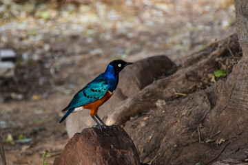 Colorful African starling perched on rock in Kenya wildlife safari © UB Travel Photo