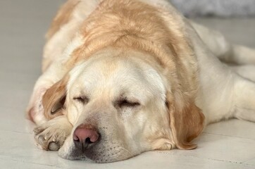 Sleeping Labrador Retriever Dog at Home, Peaceful Pet Relaxing Indoors