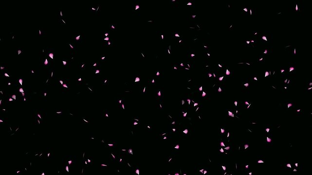 Cherry blossom realistic falling animation on black background. Falling cherry blossom loop- Sakura leaves falling top to bottom. Love concept- Cherry blossom flower petals flying animation.