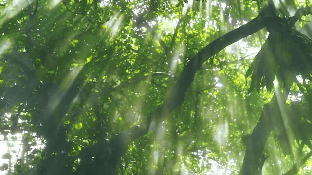 Sunlight Filtering Through Green Foliage