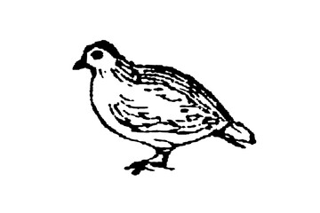 Obraz premium Partridge, a small bird with a rounded body and short beak against a plain background, old vintage illustration, 1897.