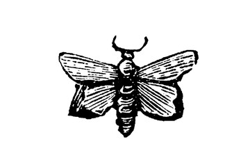 Butterfly or moth with distinct wing patterns and antennae in a vintage engraving style, old vintage illustration, 1897. © Timofeeff