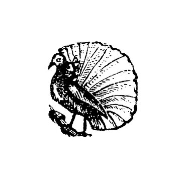 Bird of paradise, detailed black-and-white drawing of the exotic bird with ornate plumage and fanned tail, emphasizing intricate texture and line work, old vintage illustration, 1897.
