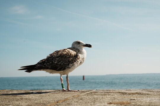 Mouette &agrave; Quiberon dans le Morbihan en Bretagne, France